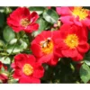 Bodendeckerrose 'Bienenweide®', Rot