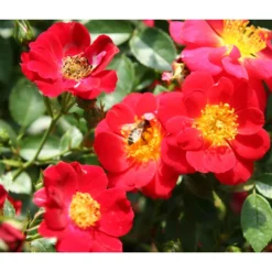 Bodendeckerrose 'Bienenweide®', Rot