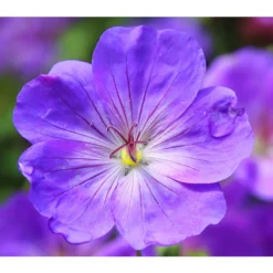 Storchschnabel 'Rozanne®'