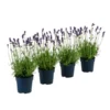 Duft-Lavendel 'Felice', 4er-Set
