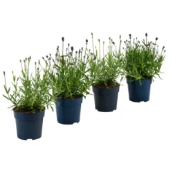Lavendel-Set Lavendel-Vielfalt, 4-teilig