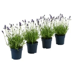 Dehners Bienen-Lavendel, 4er-Set