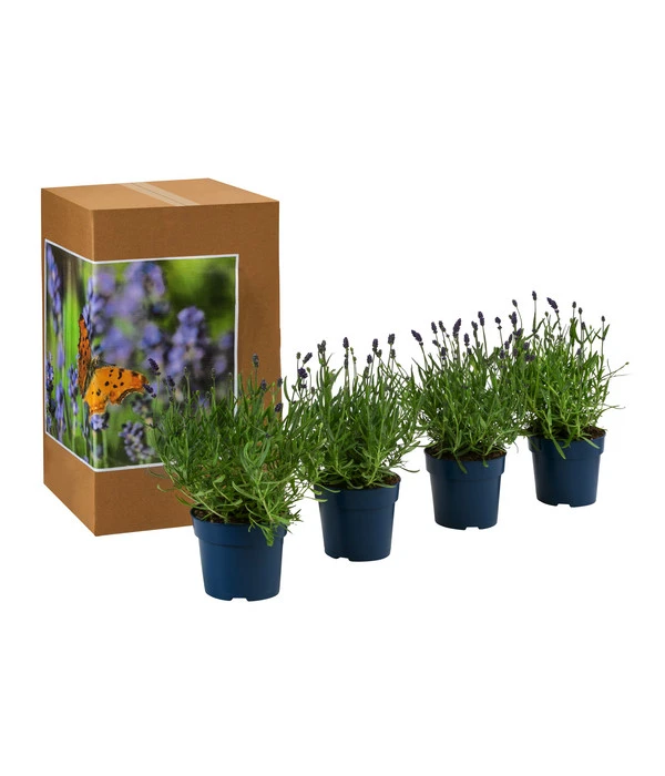Schmetterlings-Lavendel 'Royal Blue', 4er-Set – Bild 2