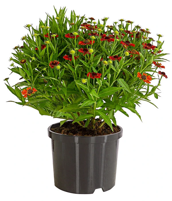 Sonnenbraut, Rot – Bild 2