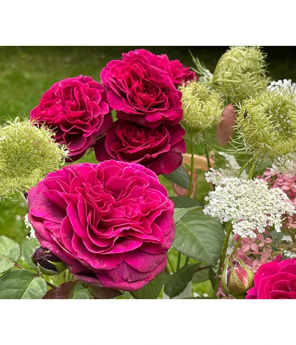 Nostalgie-Edelrose 'Deep Secret' – Bild 2