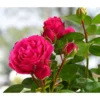 Nostalgische Edelspray-Rose 'Magic Rokoko®'