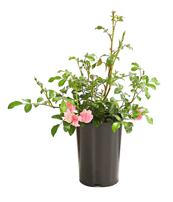 Bodendeckerrose 'The Fairy®', Rosa – Bild 2