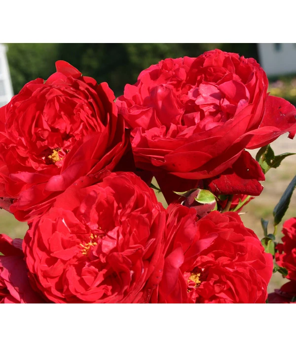 Kletterrose 'Florentina®' – Bild 2