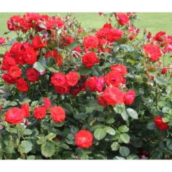 Beetrose 'Montana®'