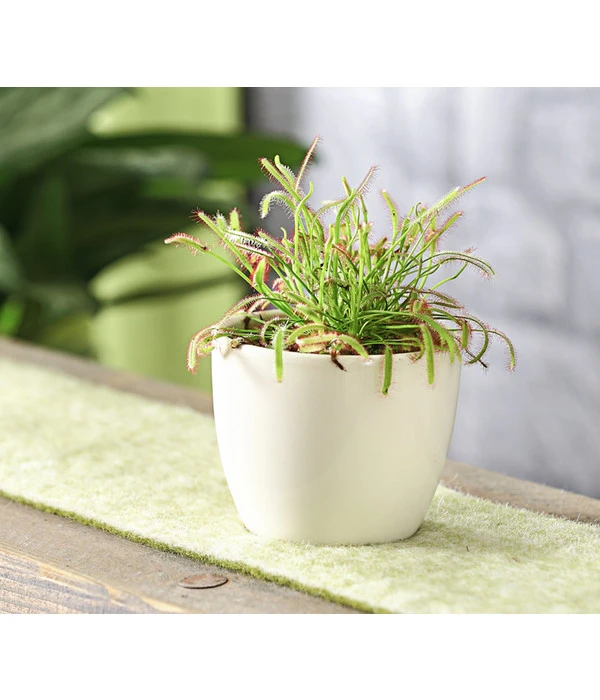 Kap-Sonnentau - Drosera Capensis – Bild 4