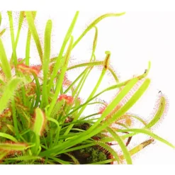 Kap-Sonnentau - Drosera Capensis