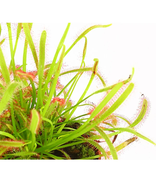 Kap-Sonnentau - Drosera Capensis