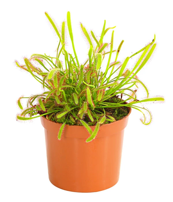 Kap-Sonnentau - Drosera Capensis – Bild 2