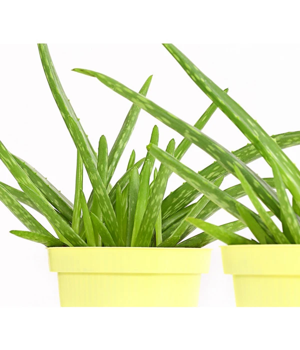 Echte Aloe - Aloe Vera, 2er-Set – Bild 2