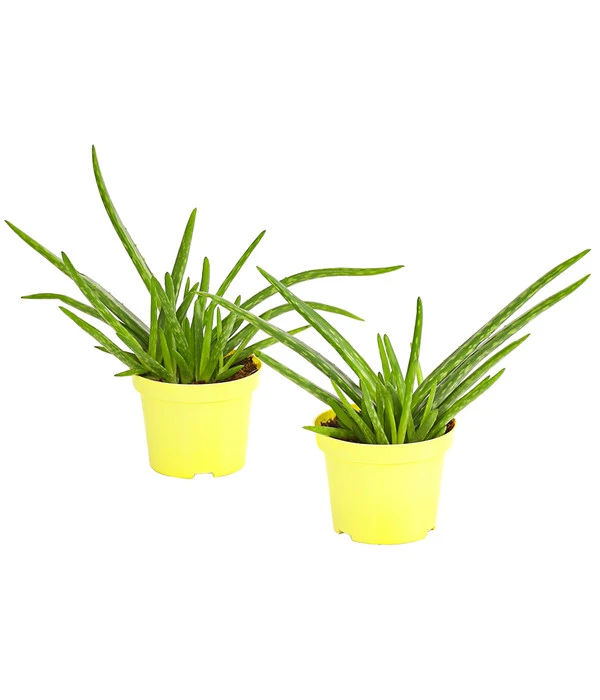 Echte Aloe - Aloe Vera, 2er-Set