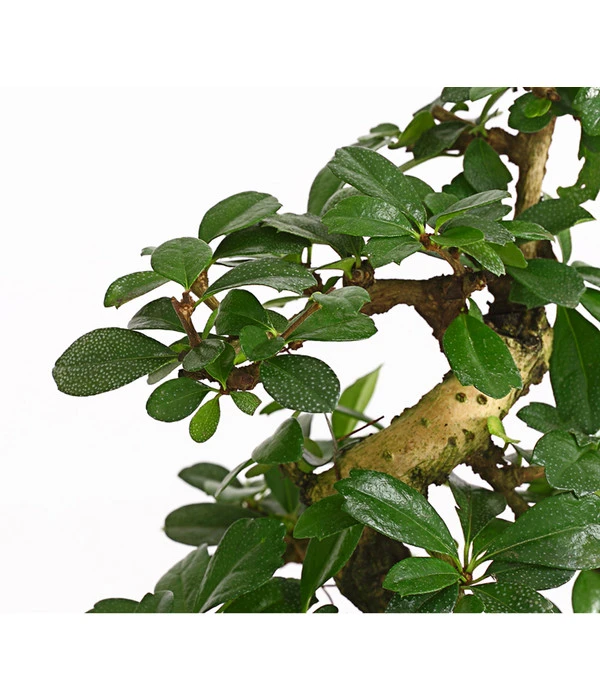 Bonsai Fukientee - Carmona Microphylla, 8 Jahre – Bild 3
