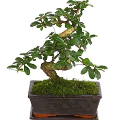 Bonsai Fukientee - Carmona Microphylla, 8 Jahre