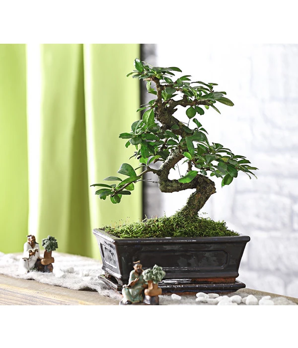Bonsai Fukientee - Carmona Microphylla, 8 Jahre – Bild 2
