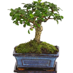 Bonsai Fukientee - Carmona Microphylla, Kugelförmig, 6 Jahre