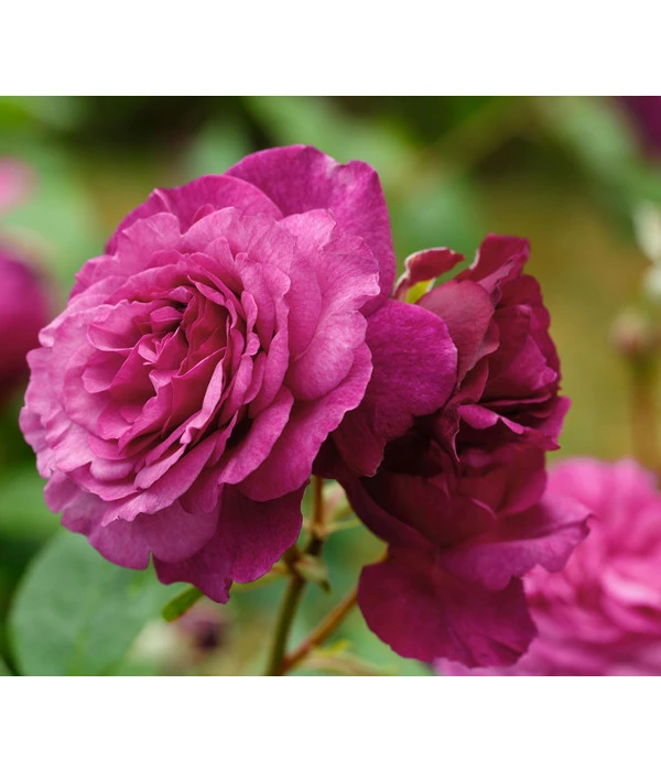 Beetrose 'Kaffe Fassett®' – Bild 6