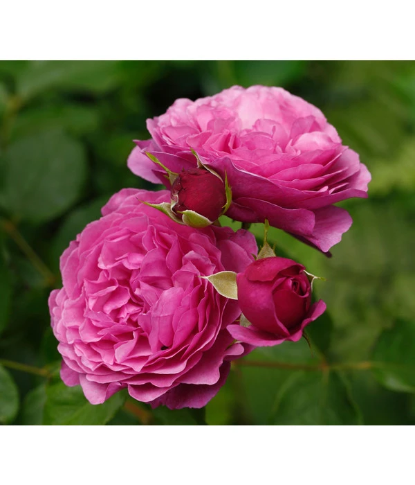 Beetrose 'Kaffe Fassett®' – Bild 2