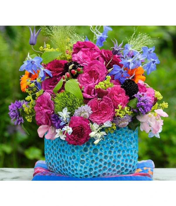 Beetrose 'Kaffe Fassett®' – Bild 4