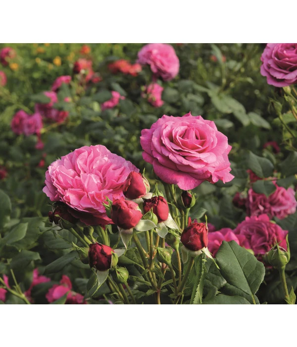 Beetrose 'Kaffe Fassett®' – Bild 3