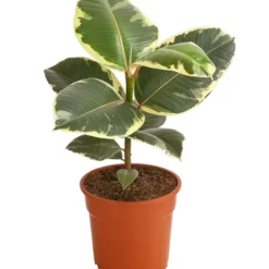 Gummibaum - Ficus Elastica 'Tineke'
