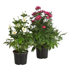 Herbst-Anemone, Verschiedene Sorten