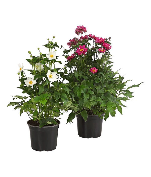 Herbst-Anemone, Verschiedene Sorten