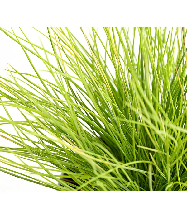 Goldschwingel 'Amigold' – Bild 3