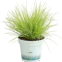 Goldschwingel 'Amigold'