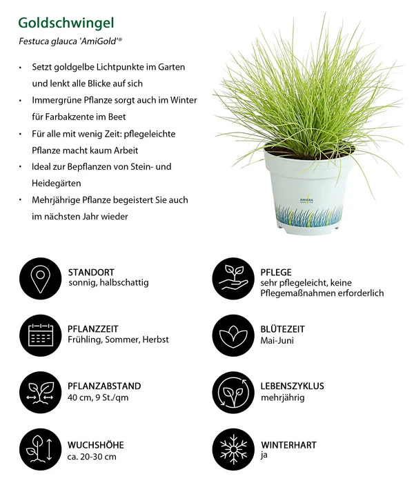 Goldschwingel 'Amigold' – Bild 2