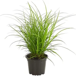 Segge, Verschiedene Sorten