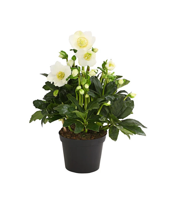 Christrose 'HGC® Wintergold®' – Bild 2