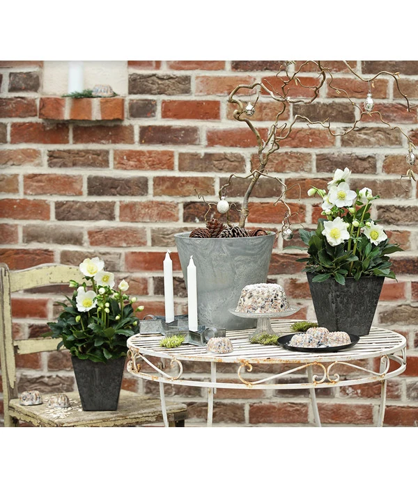 Christrose 'HGC® Wintergold®' – Bild 3