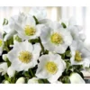 Christrose 'HGC® Wintergold®'