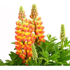 Lupine 'West Country', Verschiedene Farben