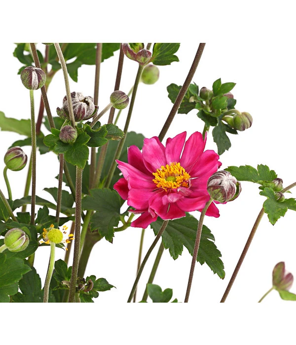 Herbst-Anemone 'Pamina', Verschiedene Farben – Bild 5