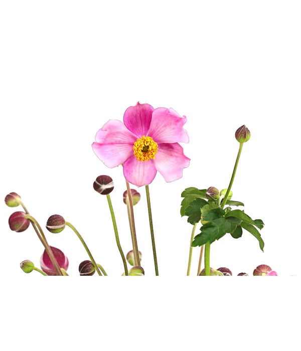 Herbst-Anemone 'Pamina', Verschiedene Farben – Bild 6