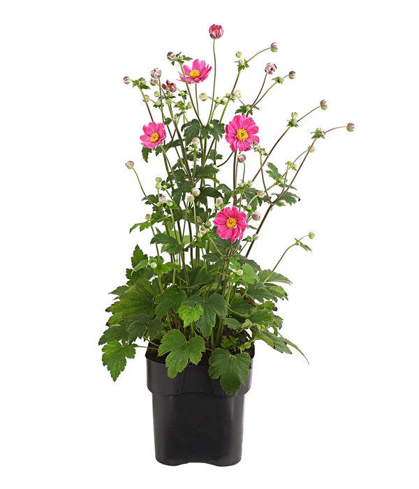 Herbst-Anemone 'Pamina', Verschiedene Farben – Bild 2