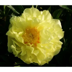 Edel-Pfingstrose 'Bartzella'