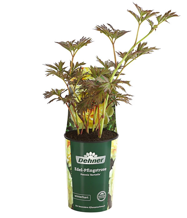 Edel-Pfingstrose 'Bartzella' – Bild 2