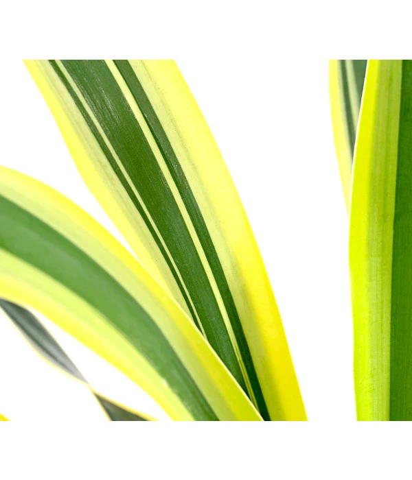 Gelbbunte Kerzen-Palmlilie 'Variegata' – Bild 2