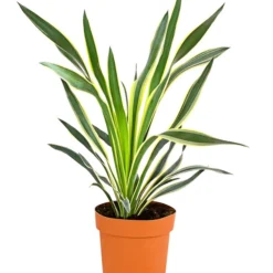 Gelbbunte Kerzen-Palmlilie 'Variegata'