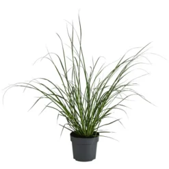 Pampasgras 'Sunningdale Silver'