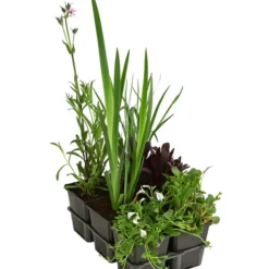 Wasserpflanzen-Set Biene, Verschiedene Sorten, 6er-Schale