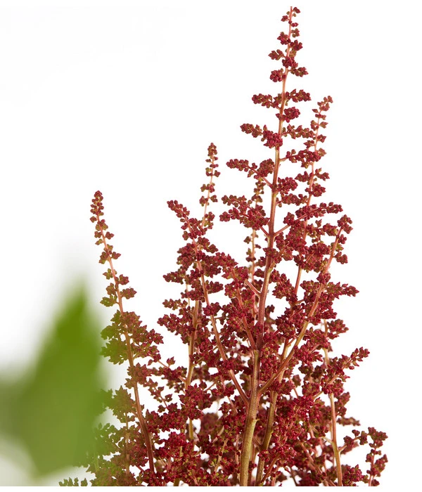 Prachtspiere - Astilbe X Arendsii – Bild 2