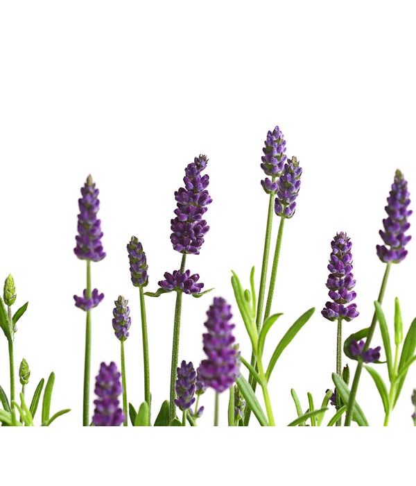 Lavendel – Bild 5