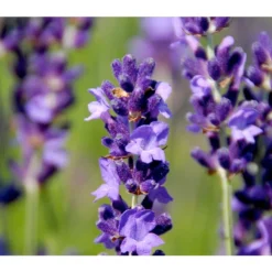 Duftlavendel, 6er-Schale